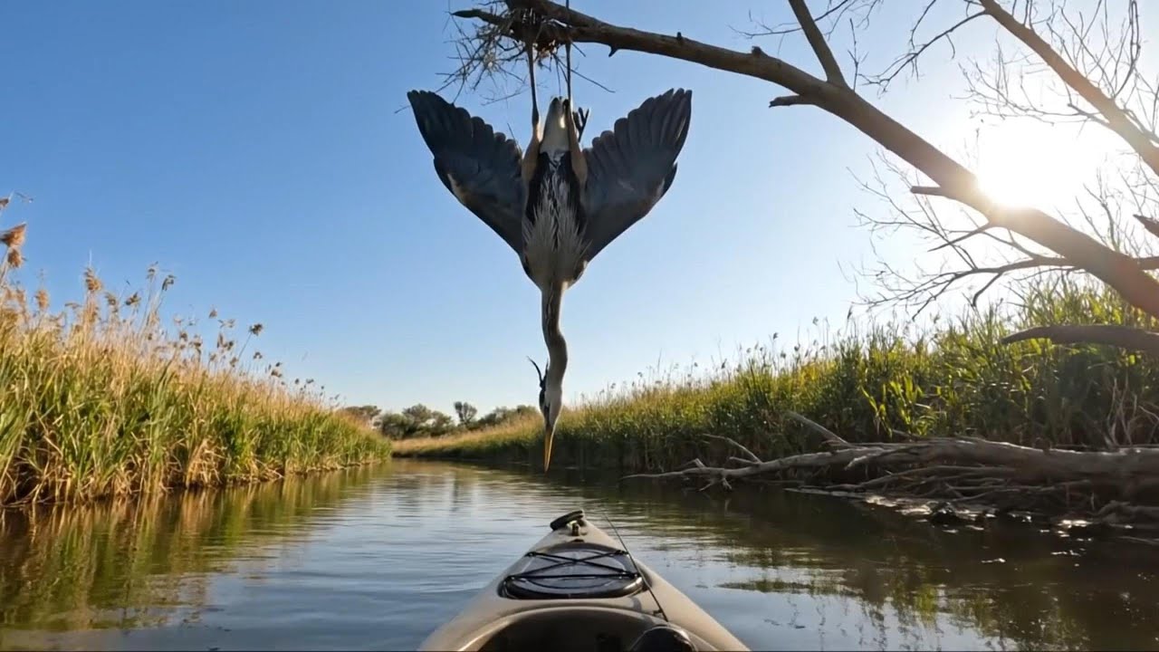 Rescue a Drowning Heron Trapped High Above the River 🐦💦