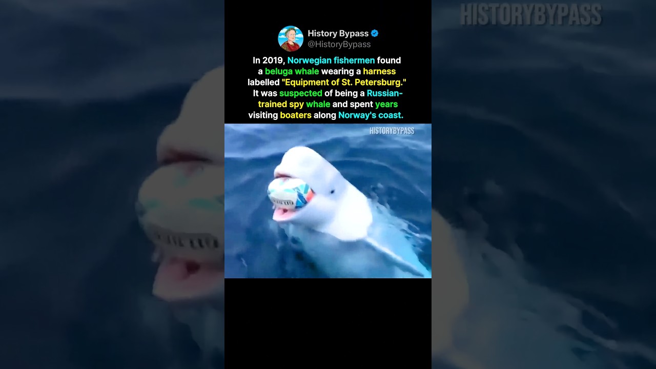 The Whale Accused of Being A Russian Spy #shorts