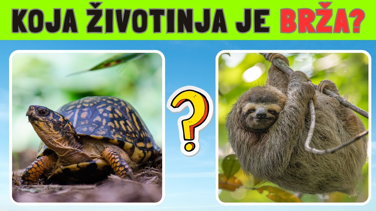 Ko pobeđuje u ovoj trci ? SPRINT KVIZ ! 🐆🦌