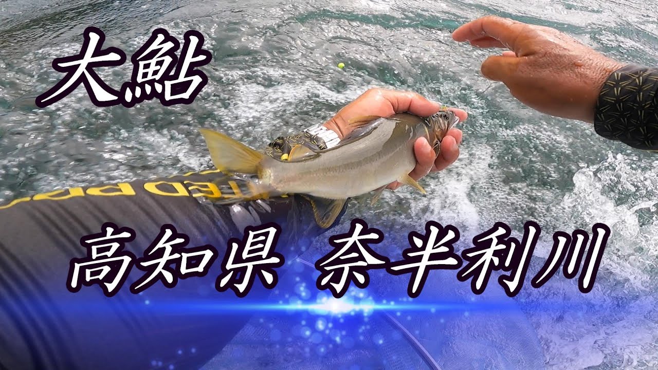 【鮎釣り】高知県 奈半利川で大鮎釣り❗