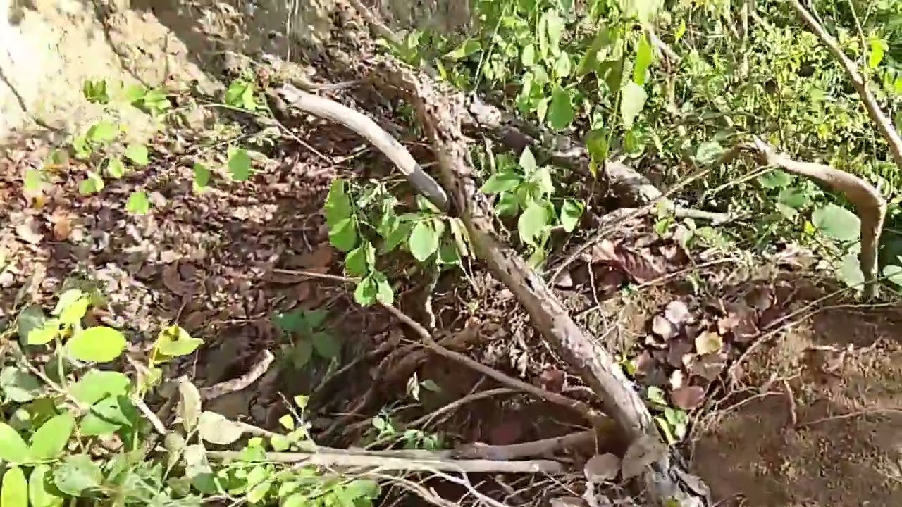#part30 Cek kondisi ratusan serut di lereng yang longsor | bonsai serut taman