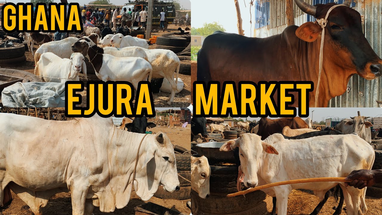 Cost Of Buying Cow and Goat In Ghana Ejura market#cowvideos #goat #africanmarket