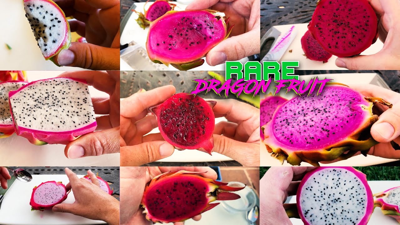 The DRAGON FRUIT TASTING and REVIEW MEGA MIX, Over 1 Hour ( Palora, Bruni, AX, Tricia, K, and more )