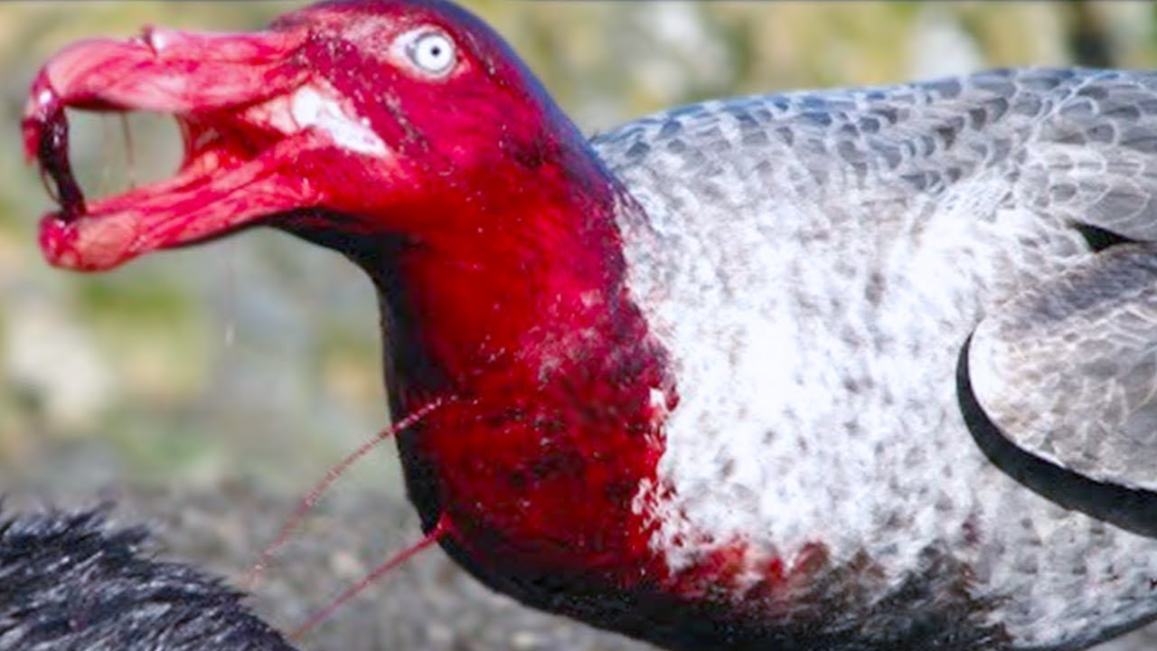 LAS 5 AVES M&Aacute;S LETALES DEL MUNDO!!