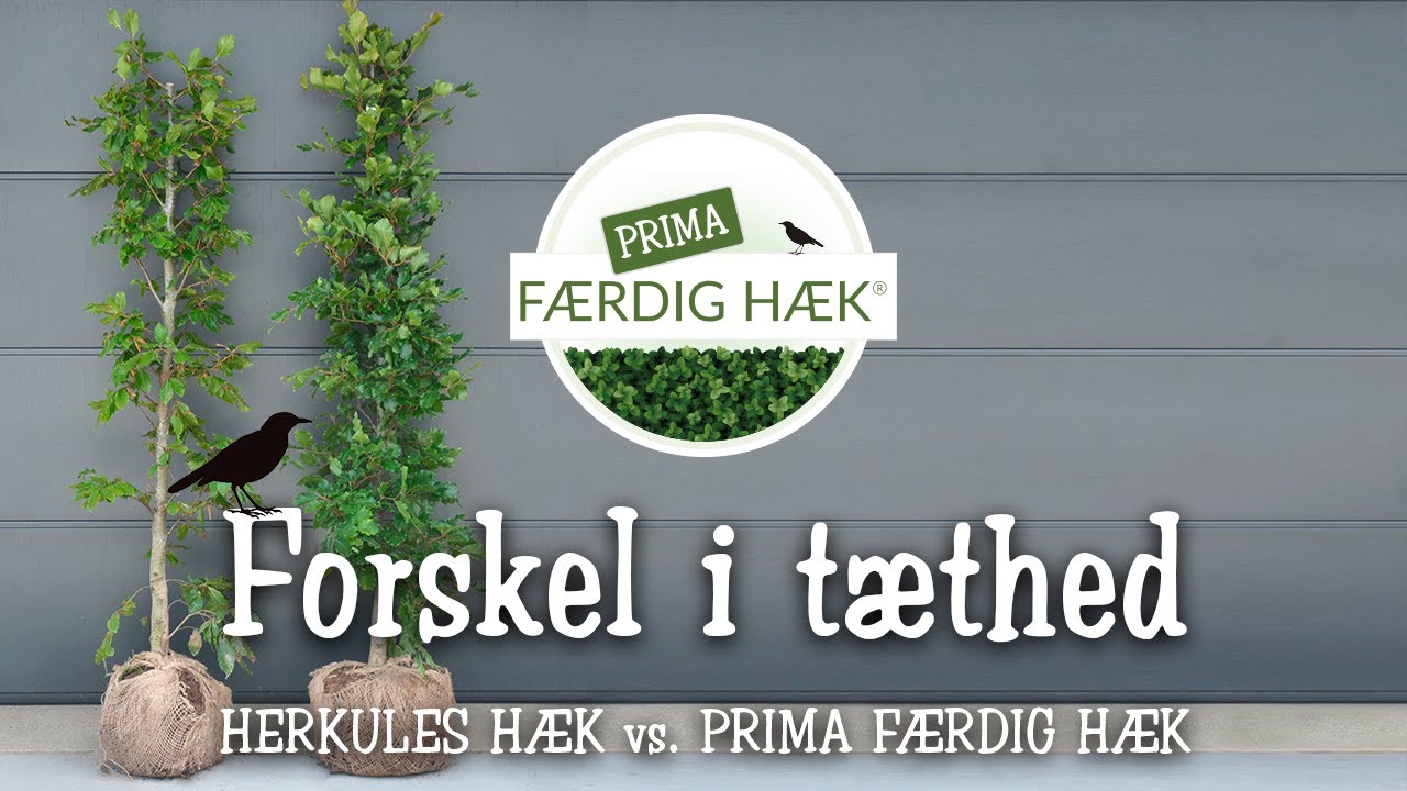 HERKULES H&AElig;K vs. PRIMA F&AElig;RDIG H&AElig;K  🌳