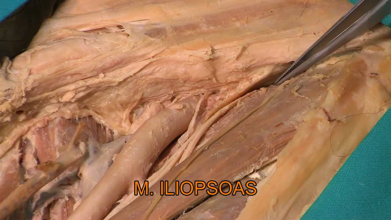 Lacuna vasorum et musculorum (HD)