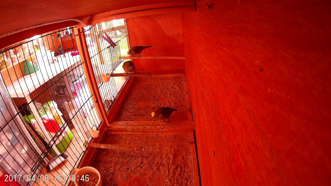 Secretly Spying On Lizard Canary Chicks
