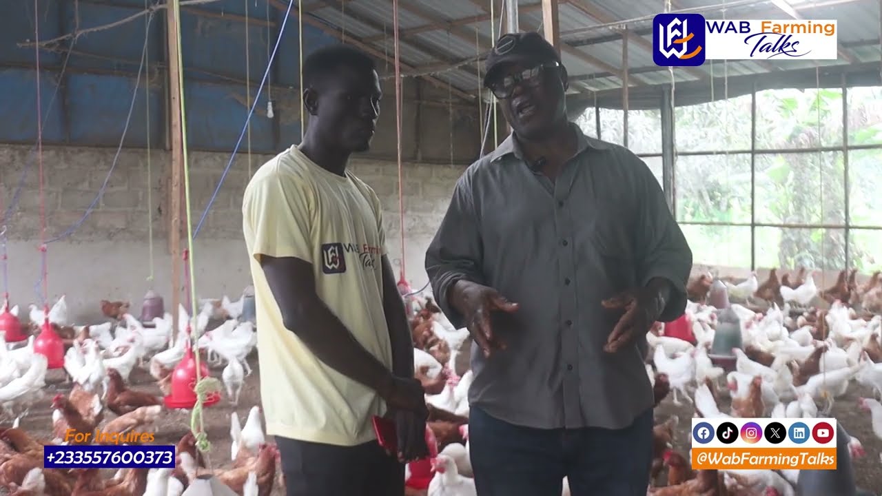 How This Poultry Farmer Earns GHS86,400 ($5,603.67) Monthly with a 1900 Capacity Farm in Ghana