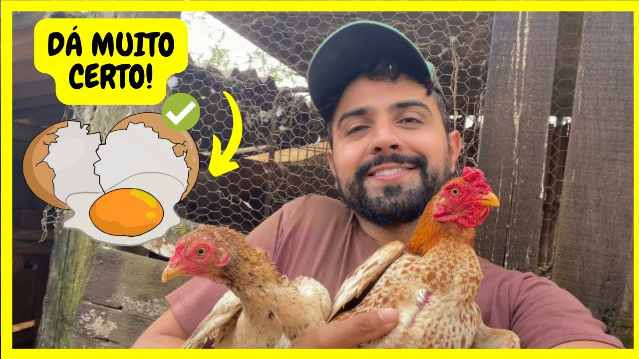Como Reaproveitar Ovos não Férteis que Saíram da Chocadeira Dentro da Própria Criação | Gutejando