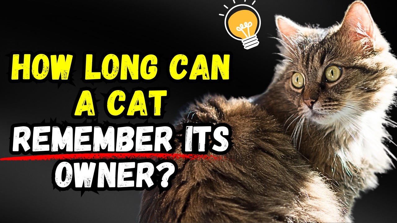 How Long Do Cats Actually Remember Their Owners?