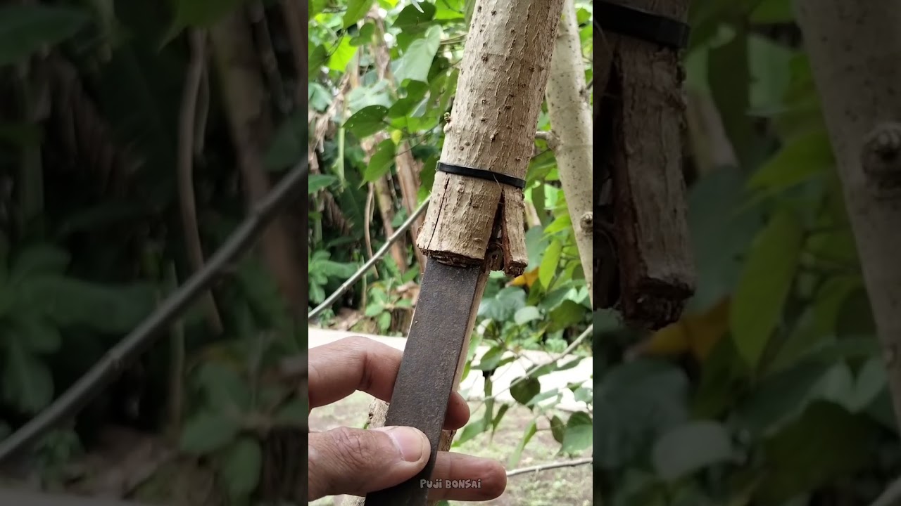 Program pecah sisip pada bahan bonsai waru india