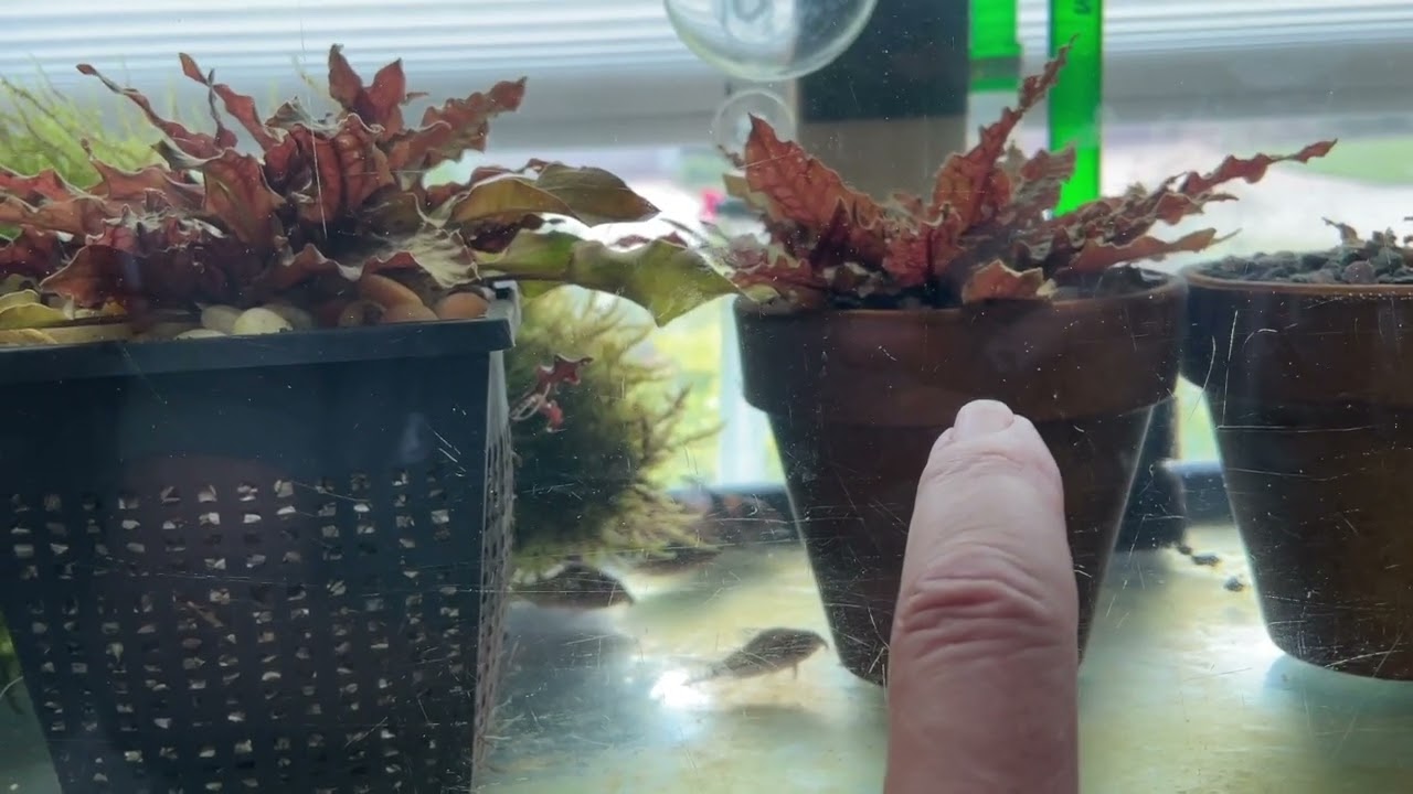 Experiment 101.2 of the Red Wendtii  (Not what you would expect from a dirt substrate.)
