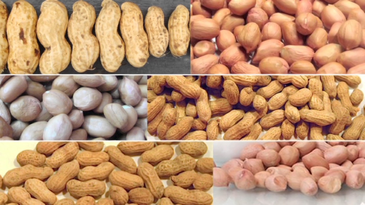Grand Groundnut