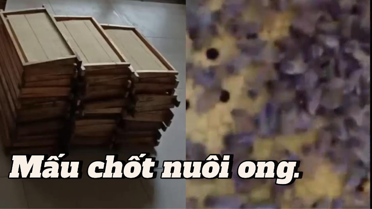 Đàn ong đông quân nhưng không mạnh.  Vì sao?
