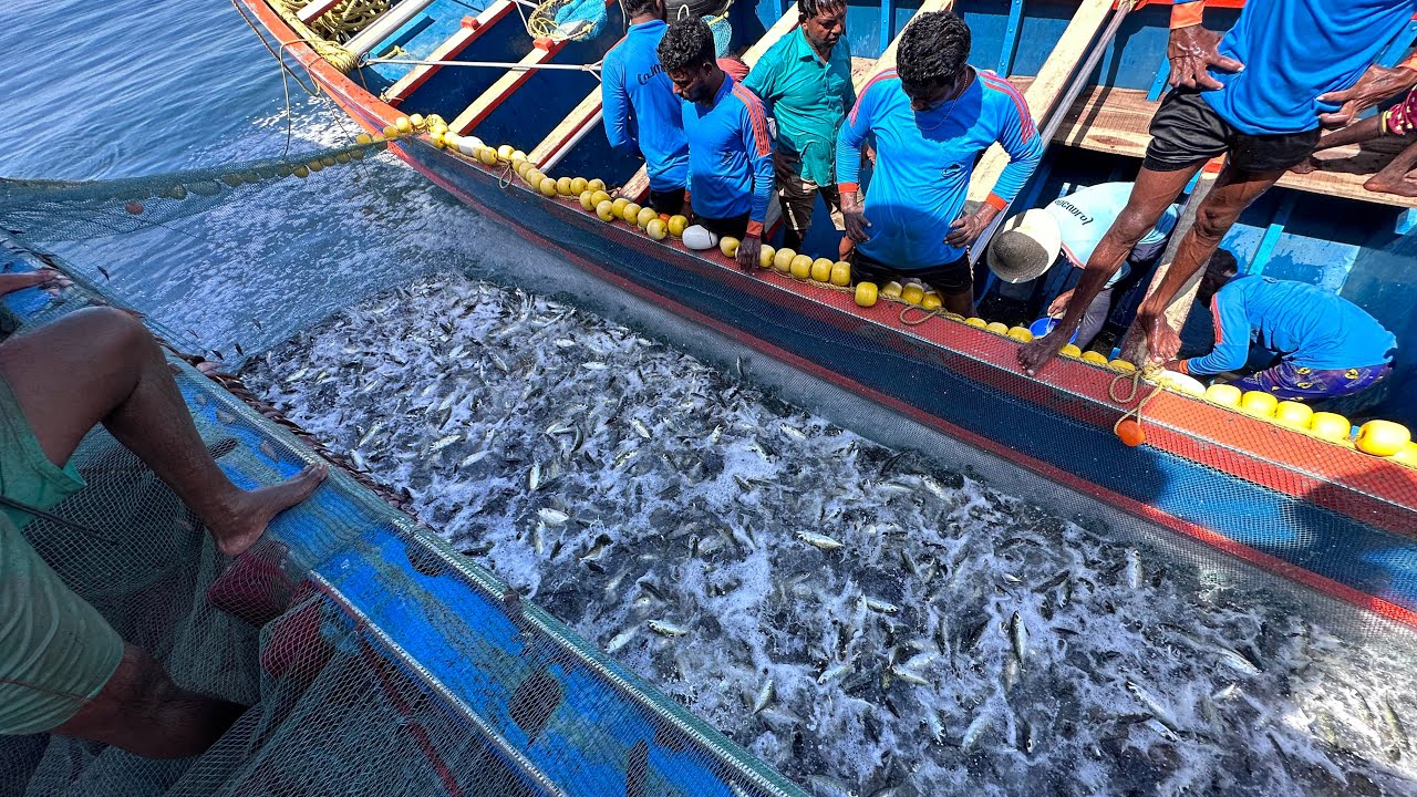 കേരളം കണ്ട ഏറ്റവും വലിയ മീൻ ചാകര /Chakara is the biggest fish seen in Kerala