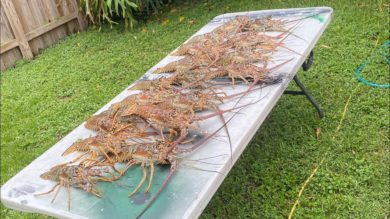 Miami Lobster Mini Season 2023 Day 1