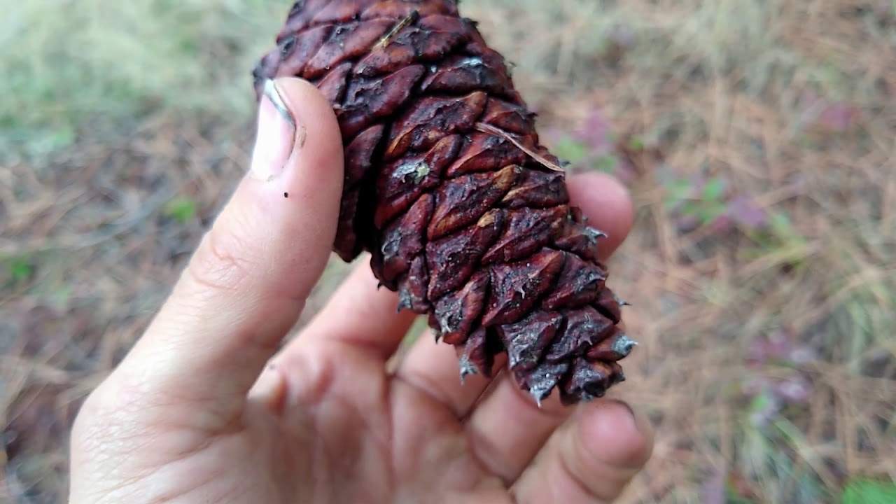 Lodgepole Pine vs Ponderosa Pine