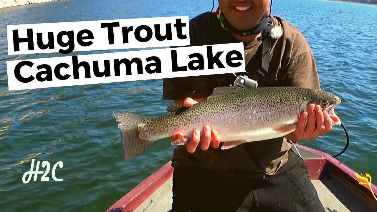 Huge Trout at Lake Cachuma
