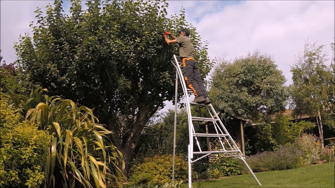 Apple Tree summer prune
