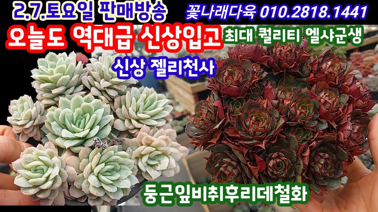 오늘 역대급 신상다육입고💥  둥근잎비취후리데철화, 엘샤군생, 스와베오렌스철화, 젤리천사 💥꽃나래다육 010.2818.1441 