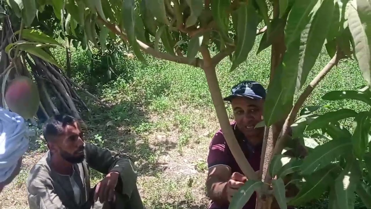 جولة داخل مزارع حصاد المانجو - اهم التوصيات مابعد عملية جمع الثمار للاشجار؟