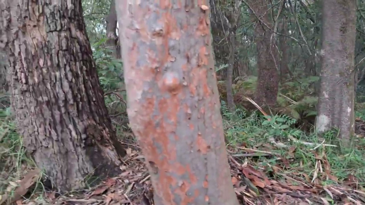 Bushwalk