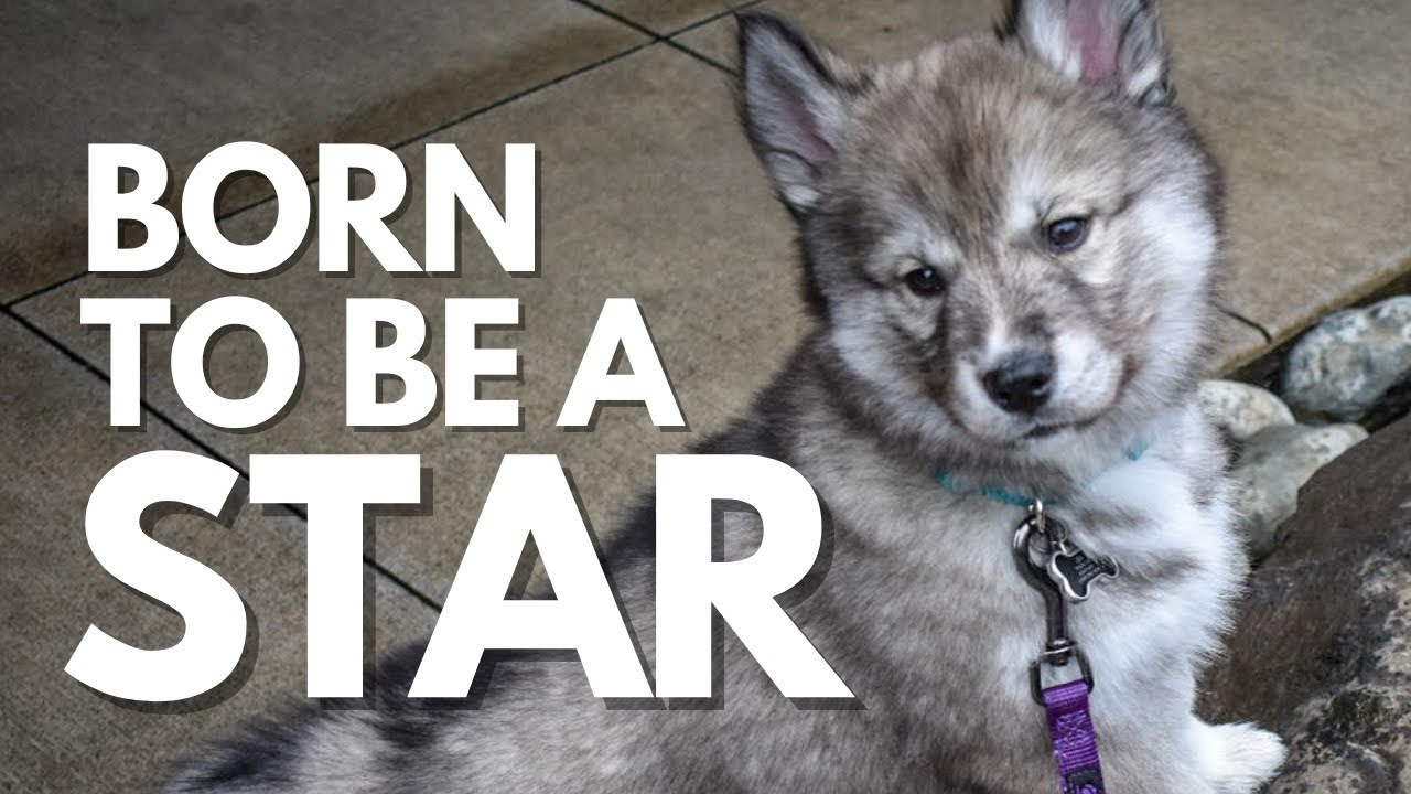 Leia the Husky Puppy STUNS the Internet with Her Natural Talent and Effortless Grace…