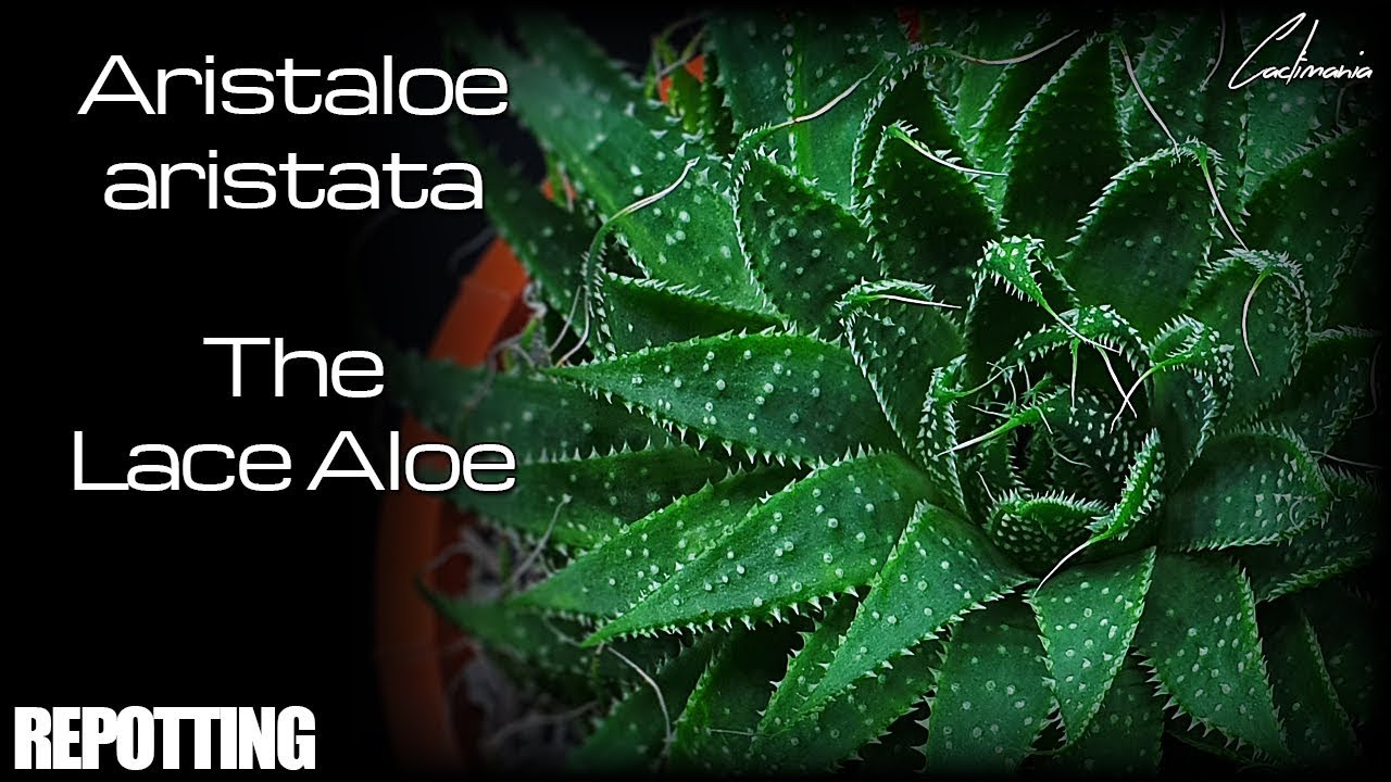 Repotting my Aristaloe Aristata - The Lace Aloe