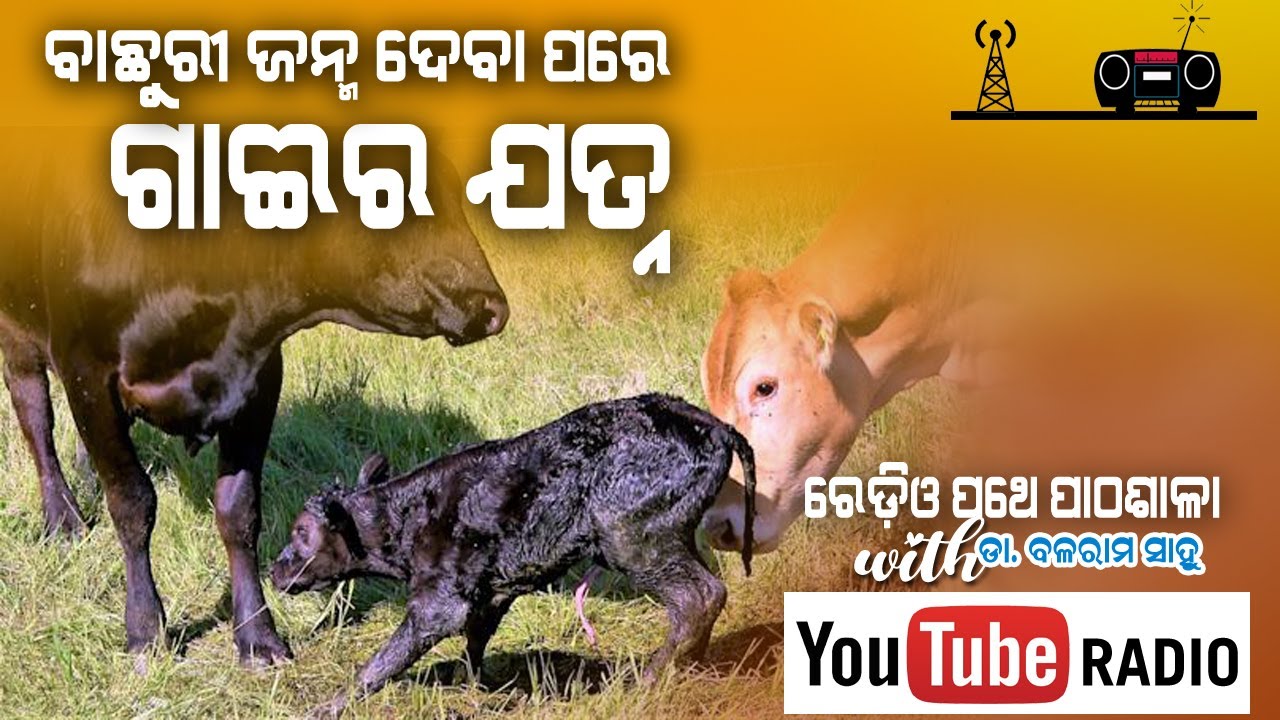 ବାଛୁରୀ ଜନ୍ମ ଦେବା ପରେ ଗାଈର ଯତ୍ନ || EP 6 || Radio Pathe Pathasala with Dr. Balaram Sahu .