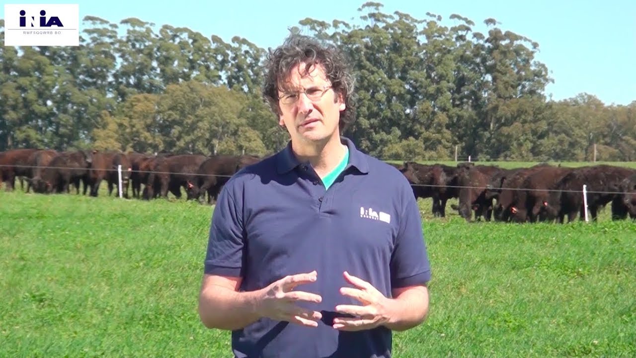 Estrategias para el manejo de Festuca y Dactylis en Primavera - Ing. Agr. Fernando Lattanzi