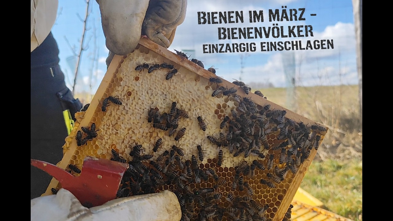 Bienen im März - Bienenvölker auf eine Zarge einengen