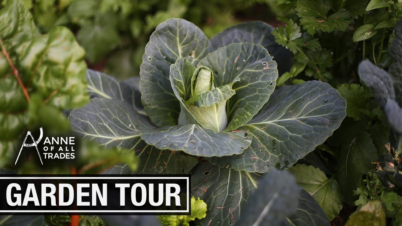 A Tour of My Organic Garden | FULL Summer Garden Tour 2019!