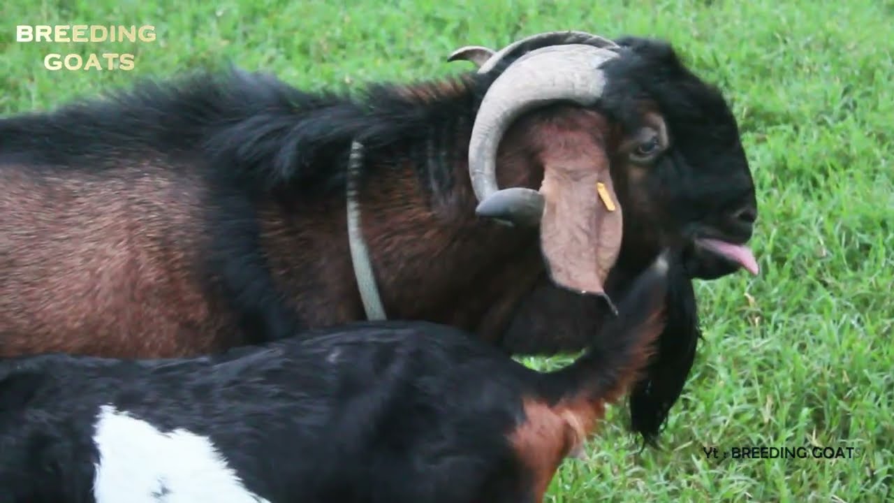 Special Ideas for The Big male Goat - Inspiration Big Male Goat for Breed