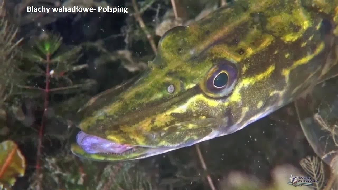 Łowimy na spinning cz.6 poradnik video Łowne blachy wahadłowe  Polsping