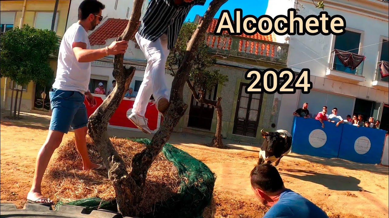 Largada de Touro Alcochete 2024
