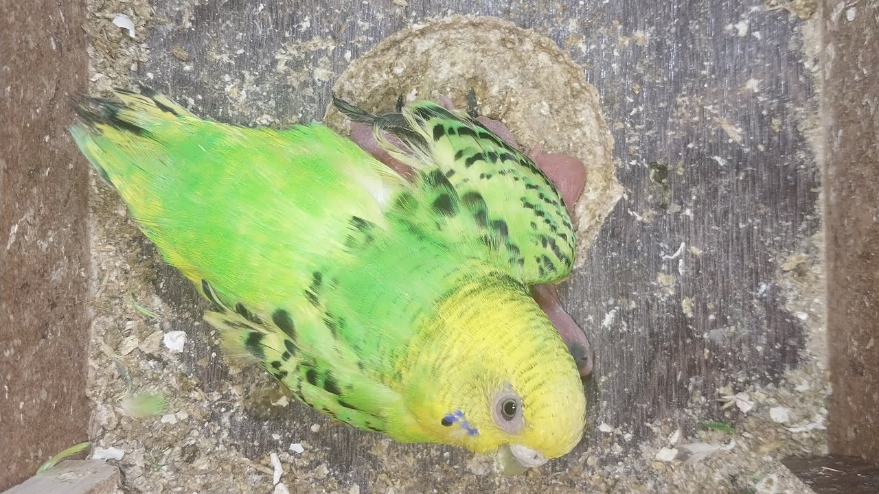 World of Budgie Son Baby 👶 💙 ❤️ 😍 💕 ♥️ 👶 💙 💙 ❤️ 😍 💕