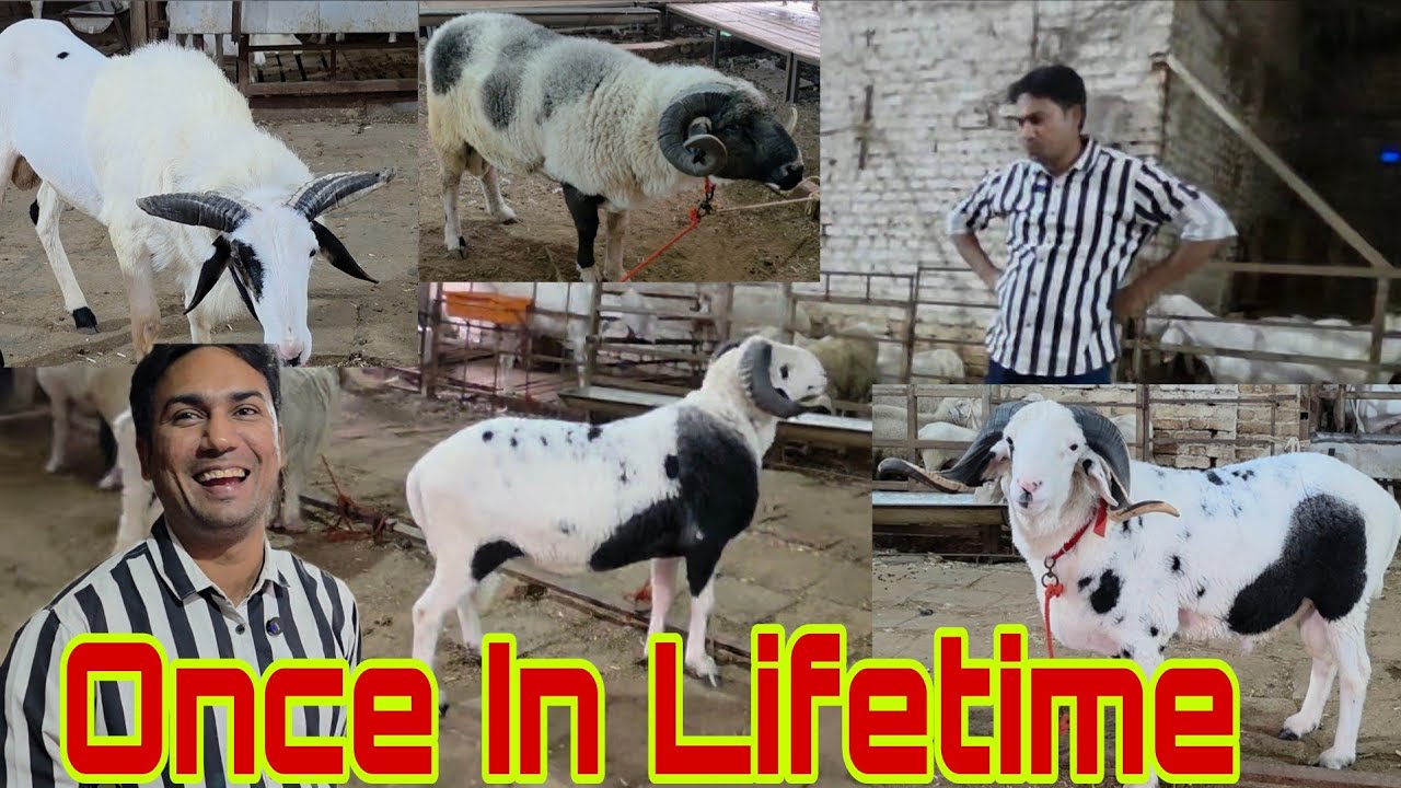 Main Nahi Bikunga | Yeh Cheez Saalo Main Aati Hai | My Career Best Menda | Nizam Dera Bhiwandi. 