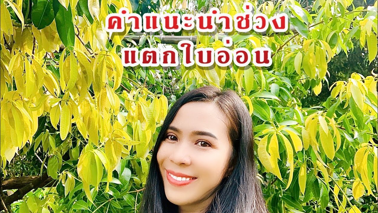 สำคัญมาก...เมื่อมะยงชิด “แตกใบอ่อน” อย่ามองข้ามกันนะคะ