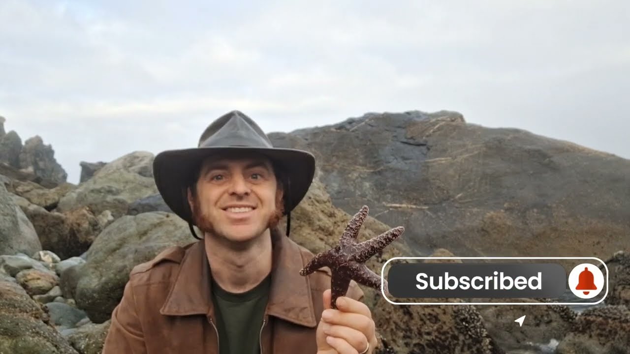 Ochre Sea Star: A Star of the Intertidal Zone