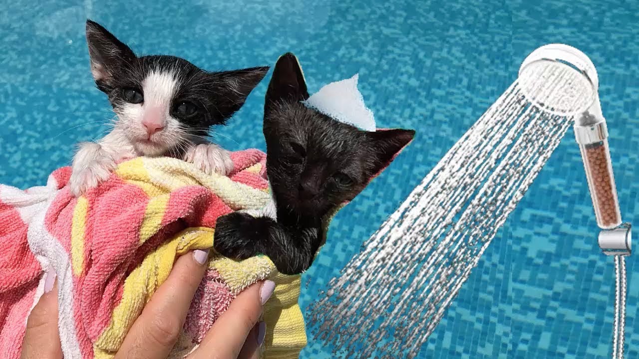 Intentando bañar a mis gatitos bebés Luna y Estrella / Funny cats