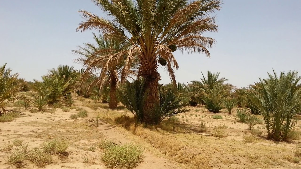 اشجار النخيل بقصر هارون /الريصاني /الرشيدية