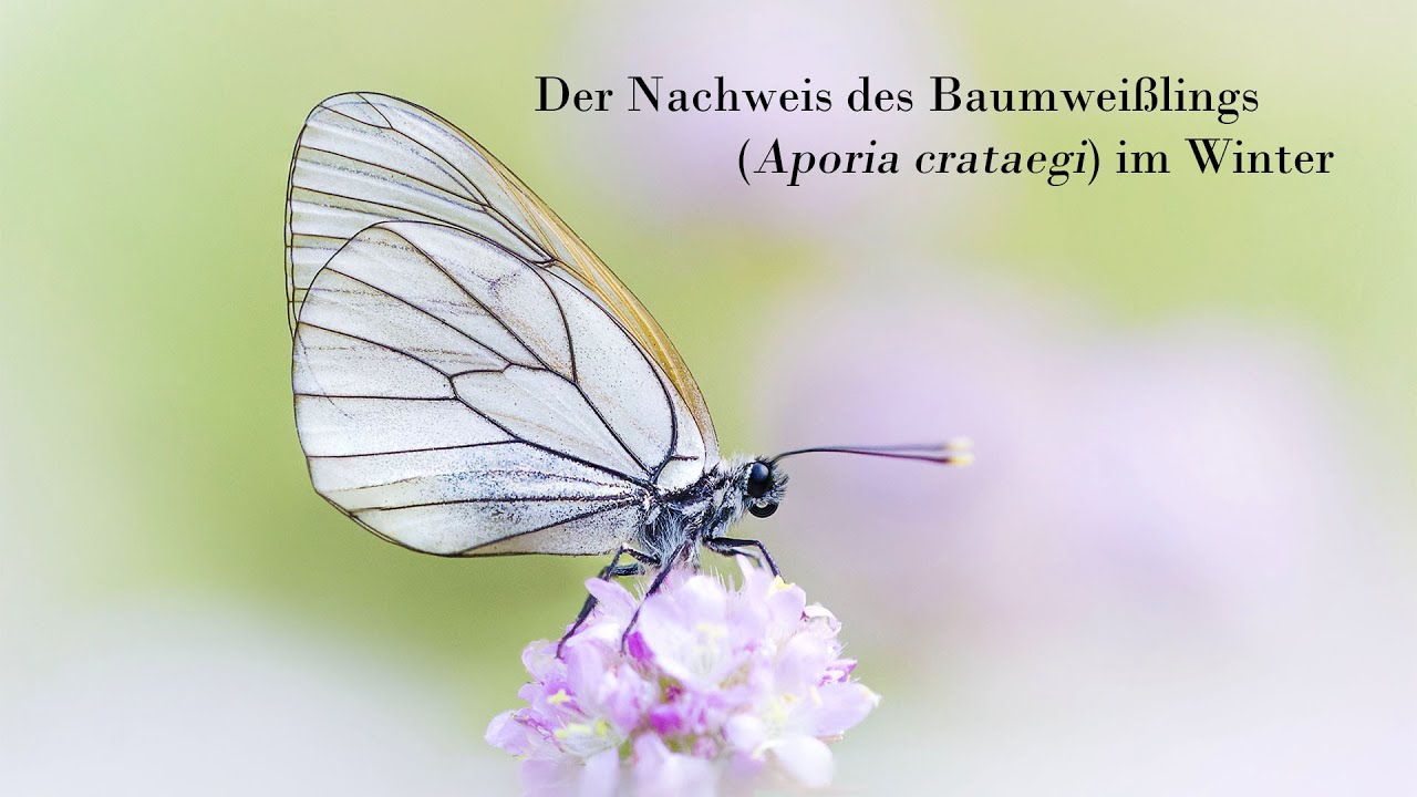Der Nachweis des Baumweißlings (Aporia crataegi) im Winter