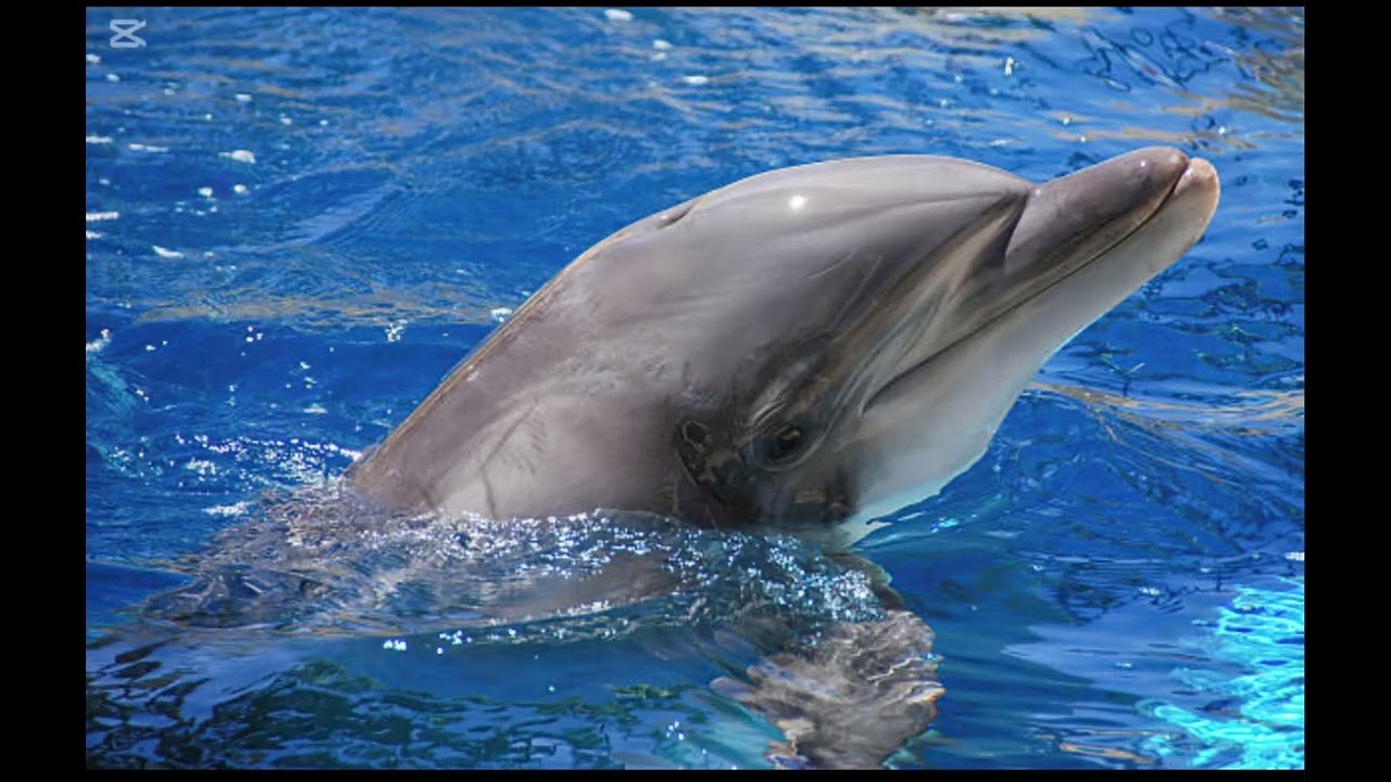Ep. 13| 339 mammals series| The Bottlenose Dolphin 