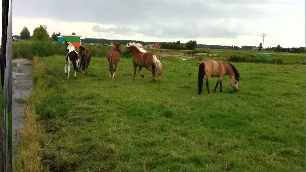 Zomervakantie PRC-Paarden en -pony's