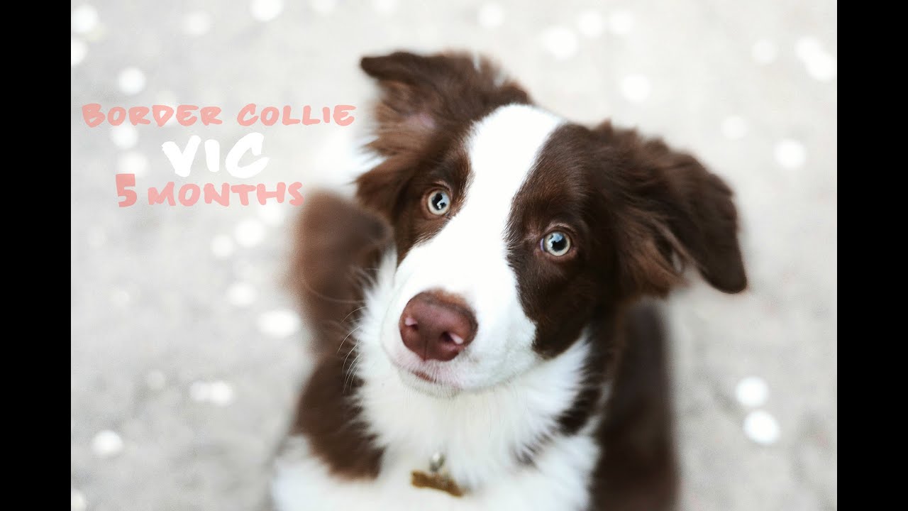 Vic - 5 months border collie puppy ♥