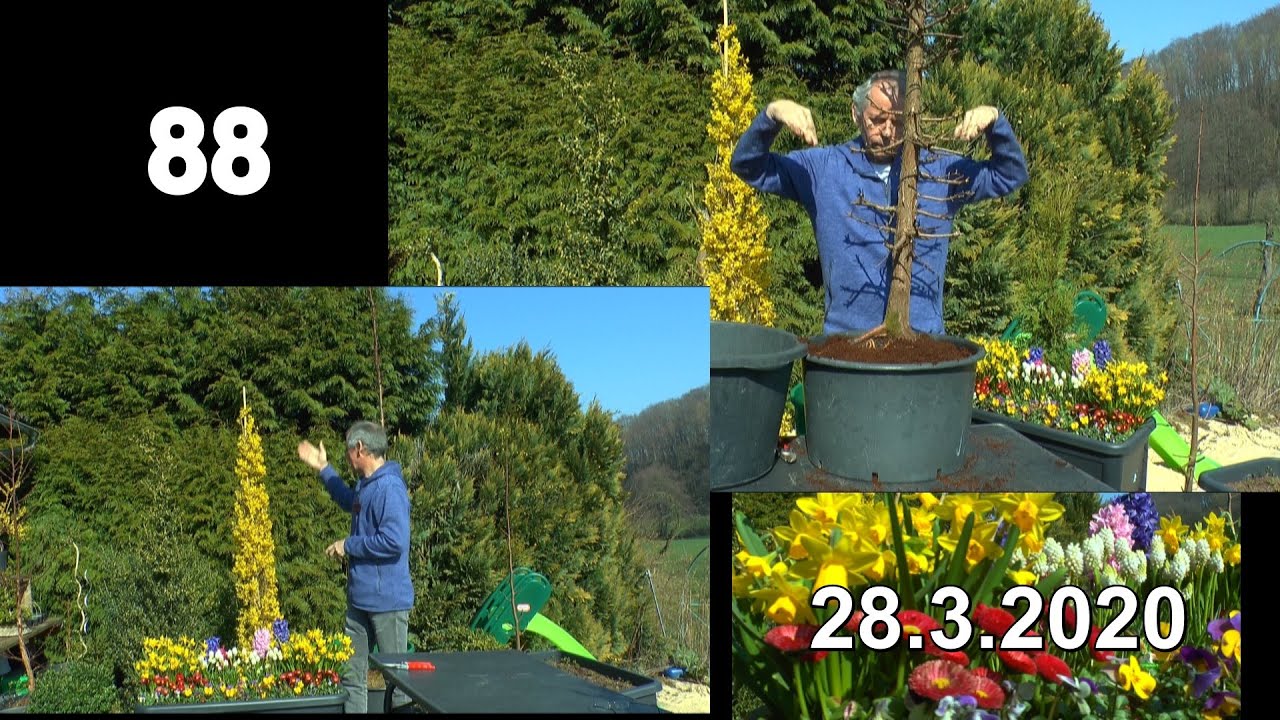 Garten im Frühling. Säulen blühen. Mammutbaum schneiden und umtopfen des Urweltmammutbaum