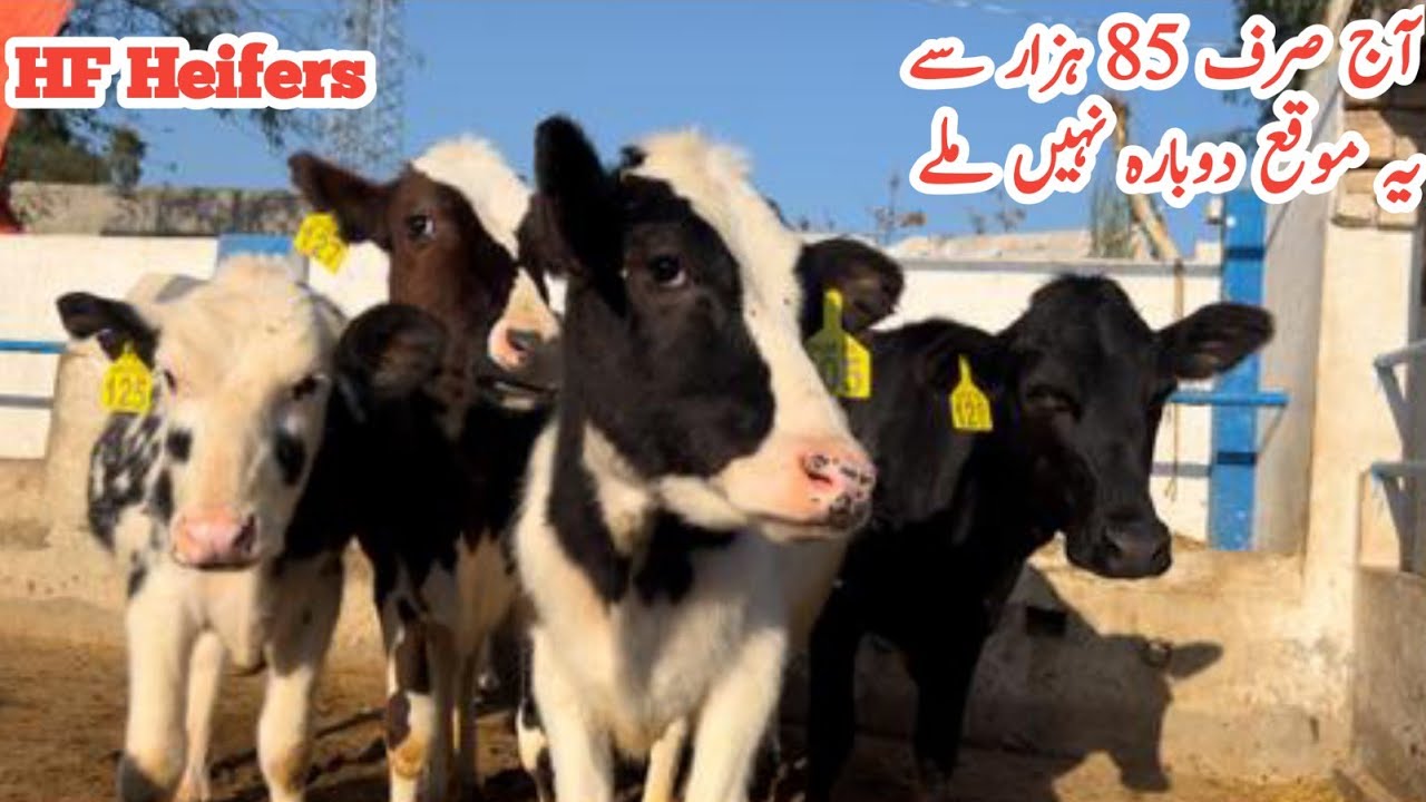 Awan Dairy Farm | HF heifers | Australian breed