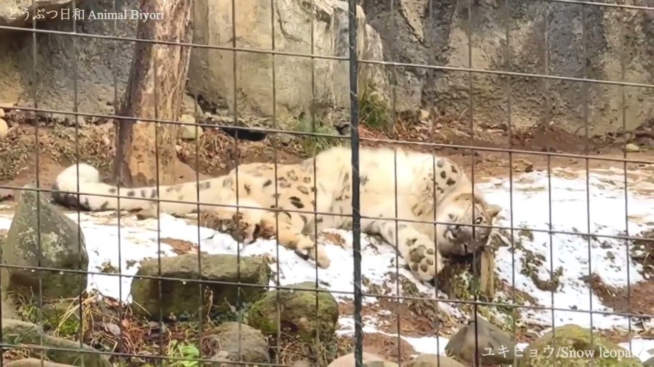 【多摩動物公園】初雪に喜ぶユキヒョウ 