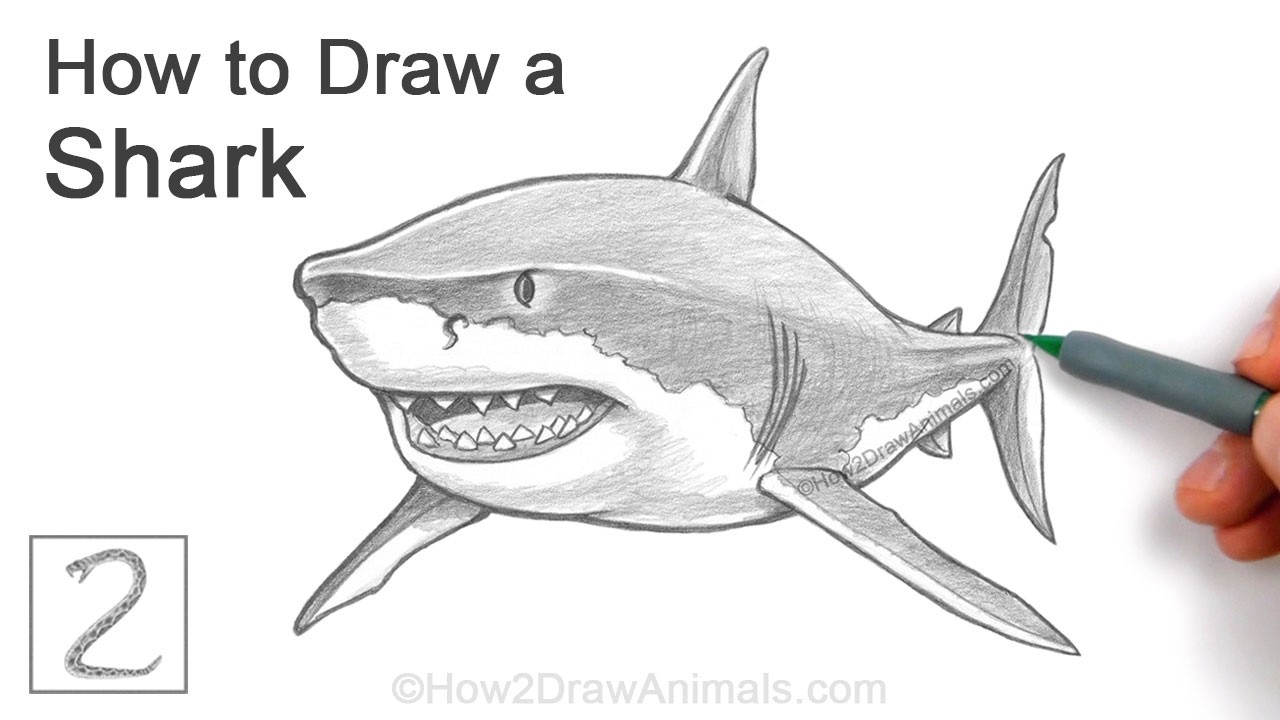 How to Draw a Great White Shark