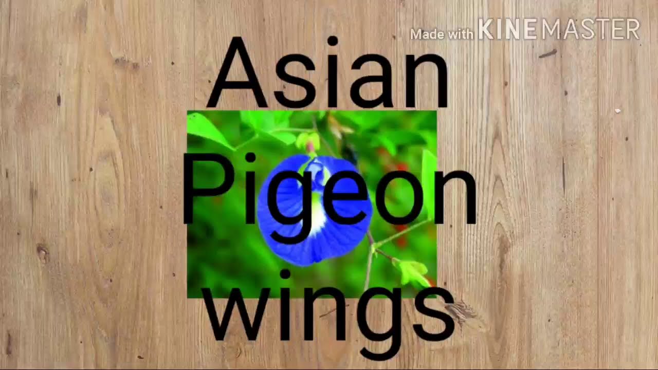 Asian Pigeon wings